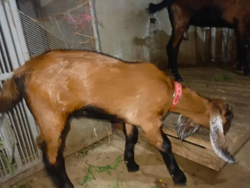 goat with baby for sale — photo 8