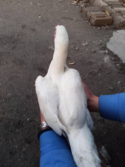 heera white female