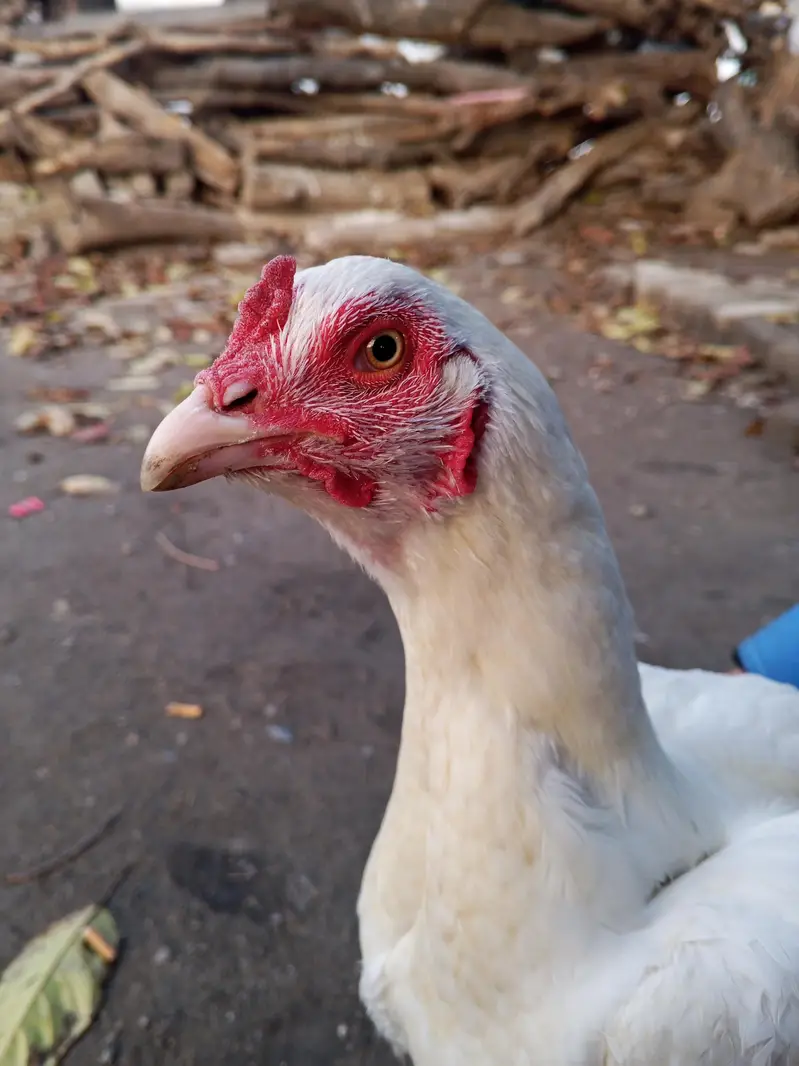 heera white female — photo 2