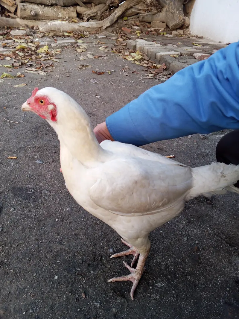heera white female — photo 3