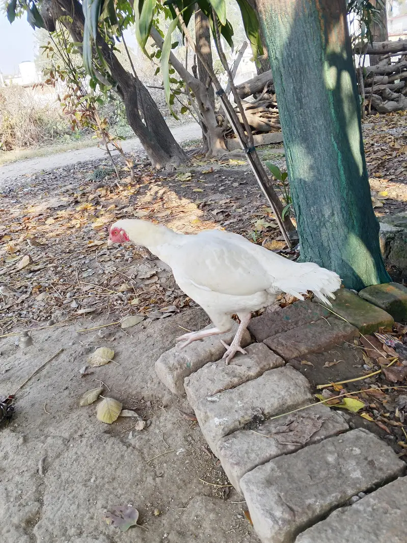 heera white female — photo 4