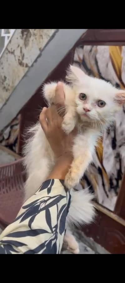 male kitten for sale