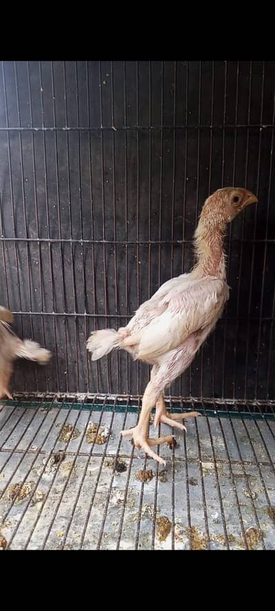 white oh shamo chicks and white oh shamo Patha. Denmark Blood Line