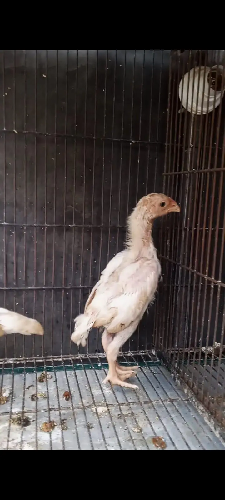 white oh shamo chicks and white oh shamo Patha. Denmark Blood Line — photo 2