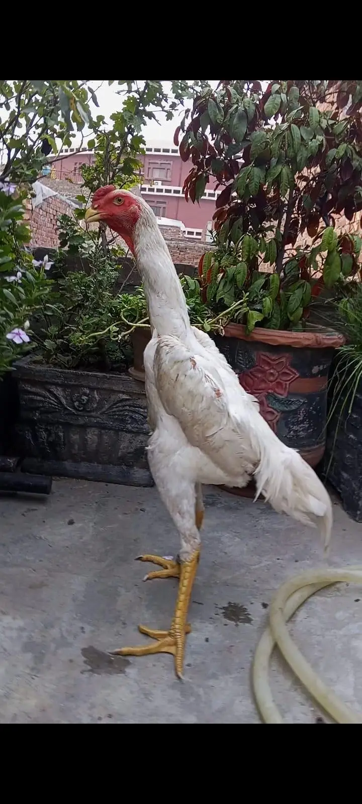 white oh shamo chicks and white oh shamo Patha. Denmark Blood Line — photo 3