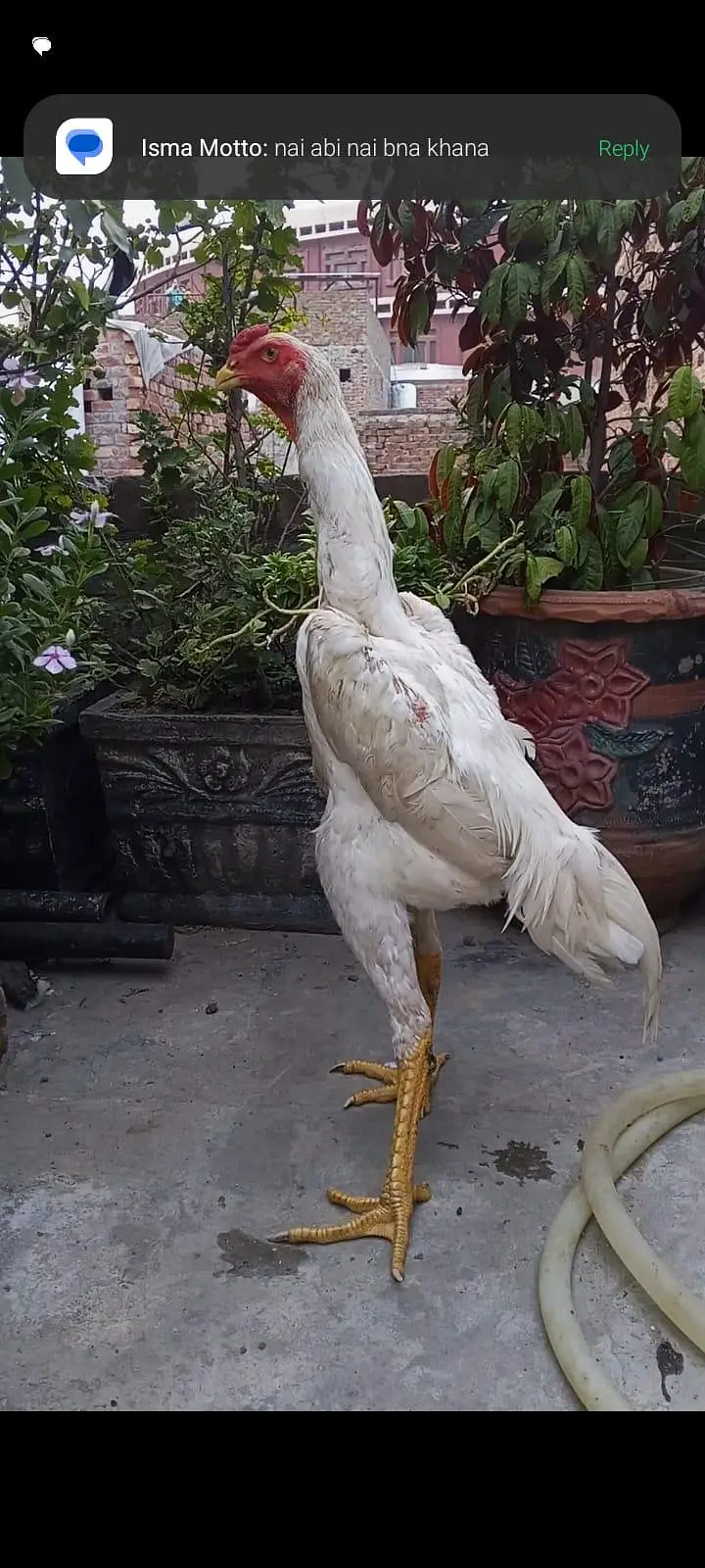 white oh shamo chicks and white oh shamo Patha. Denmark Blood Line — photo 5