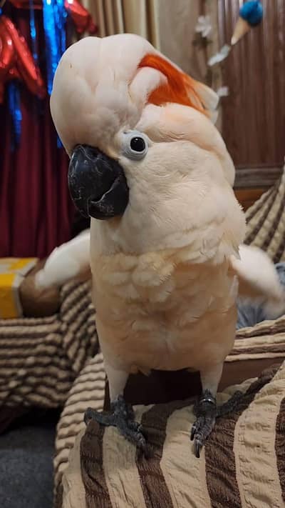Moluccane cocakto parrot 03704828759