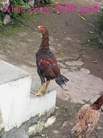 123 Asee location Murree