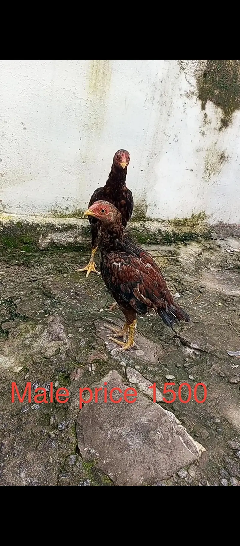 123 Asee location Murree — photo 2