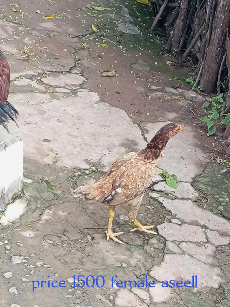 123 Asee location Murree — photo 3