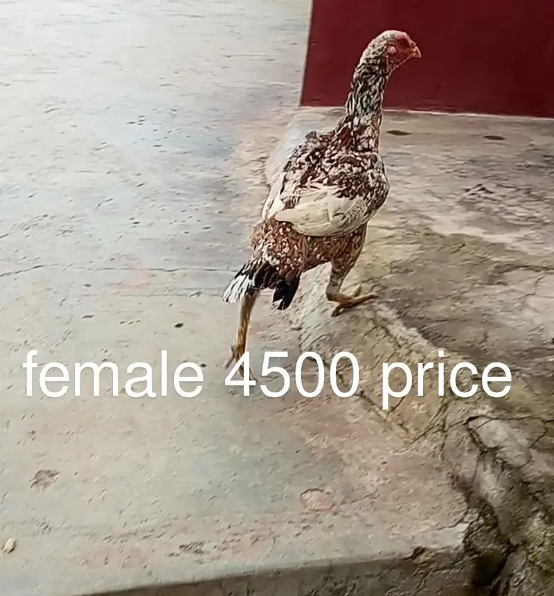 123 Asee location Murree — photo 5