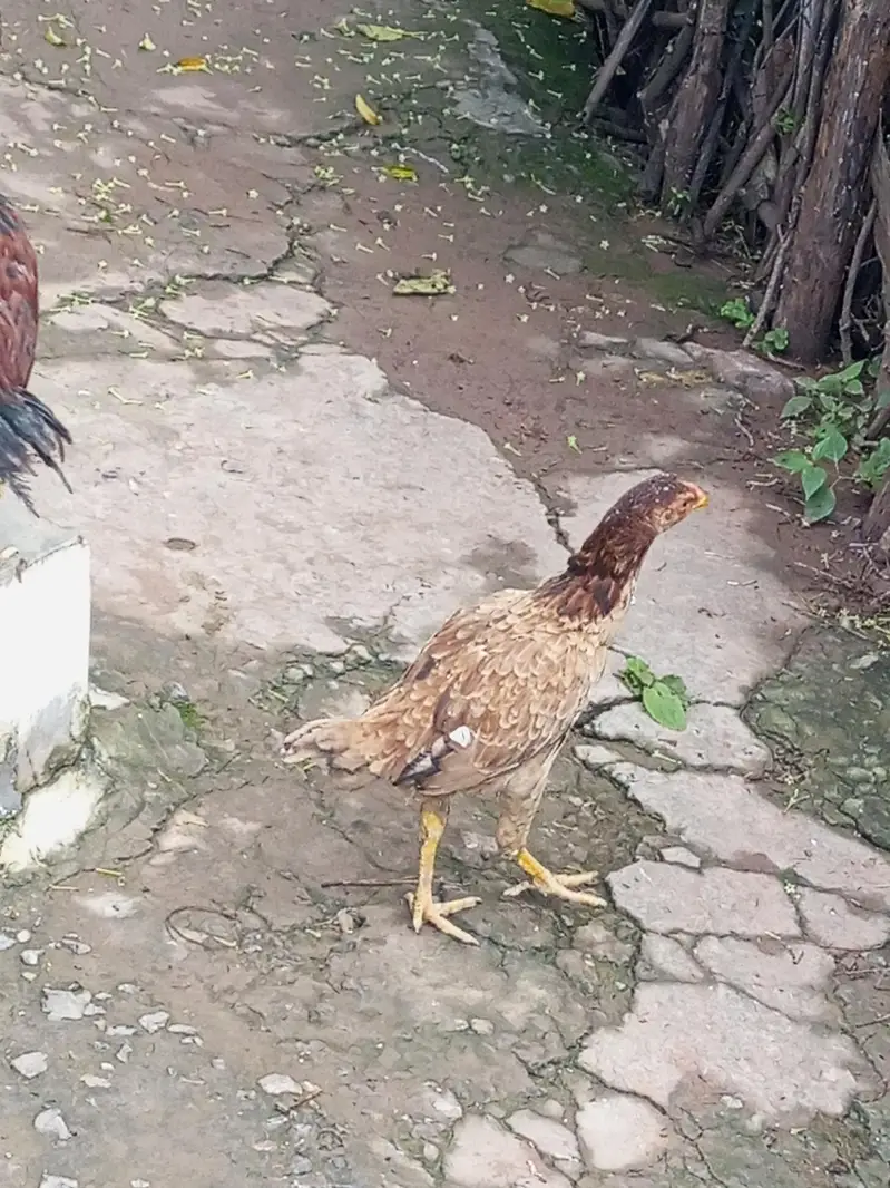 123 Asee location Murree — photo 8