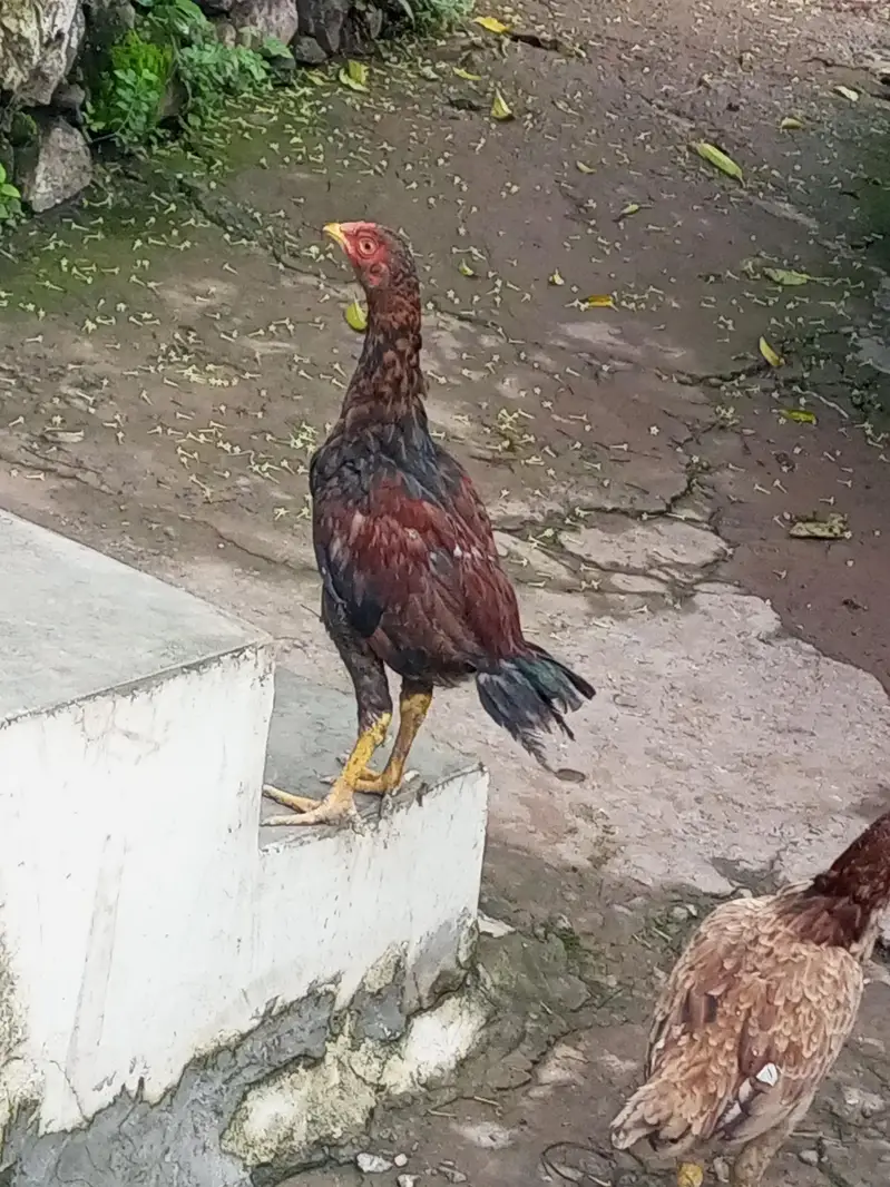 123 Asee location Murree — photo 9