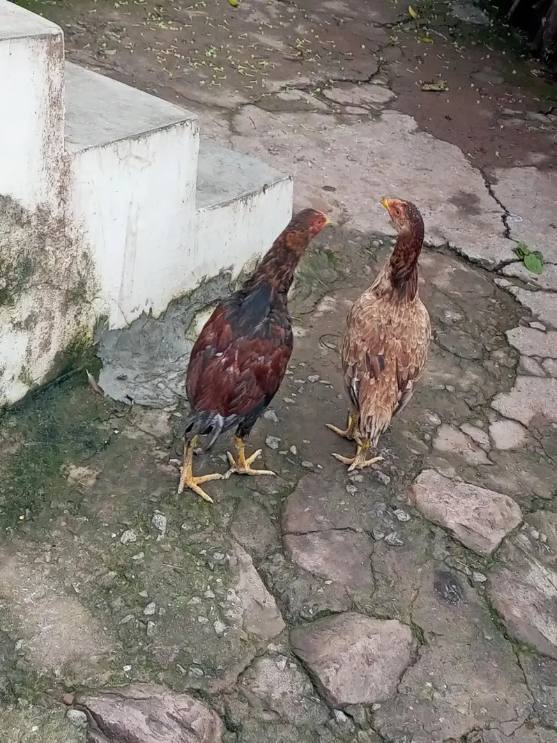 123 Asee location Murree — photo 10