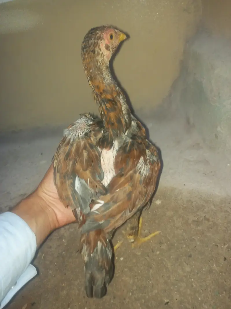 123 Asee location Murree — photo 11