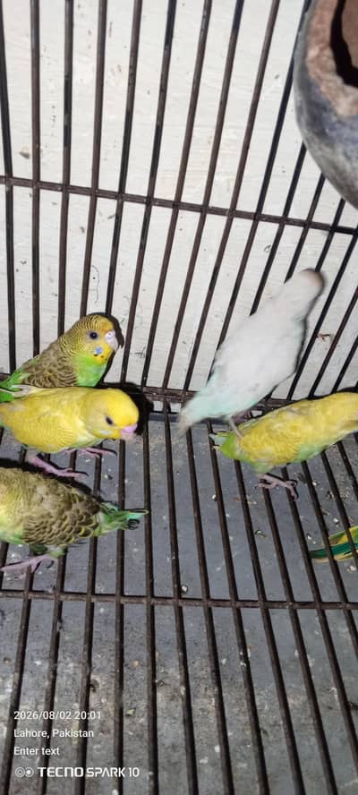 Australian birds for sale 03104119983