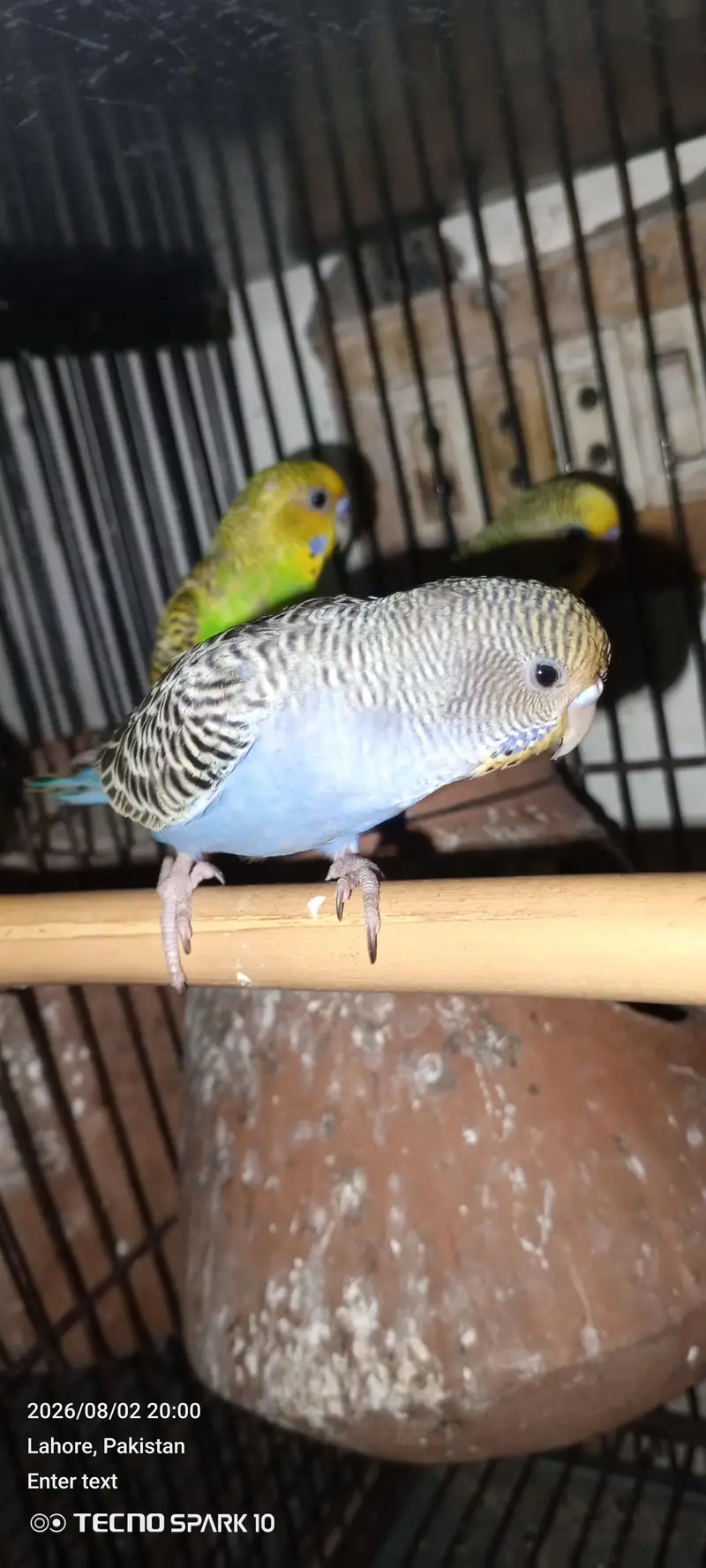 Australian birds for sale 03104119983 — photo 2