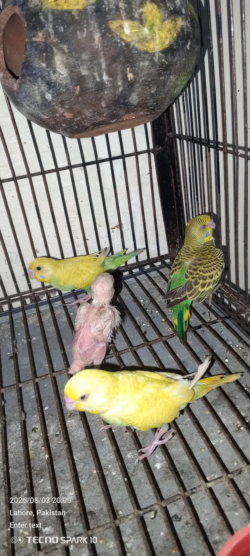 Australian birds for sale 03104119983 — photo 3
