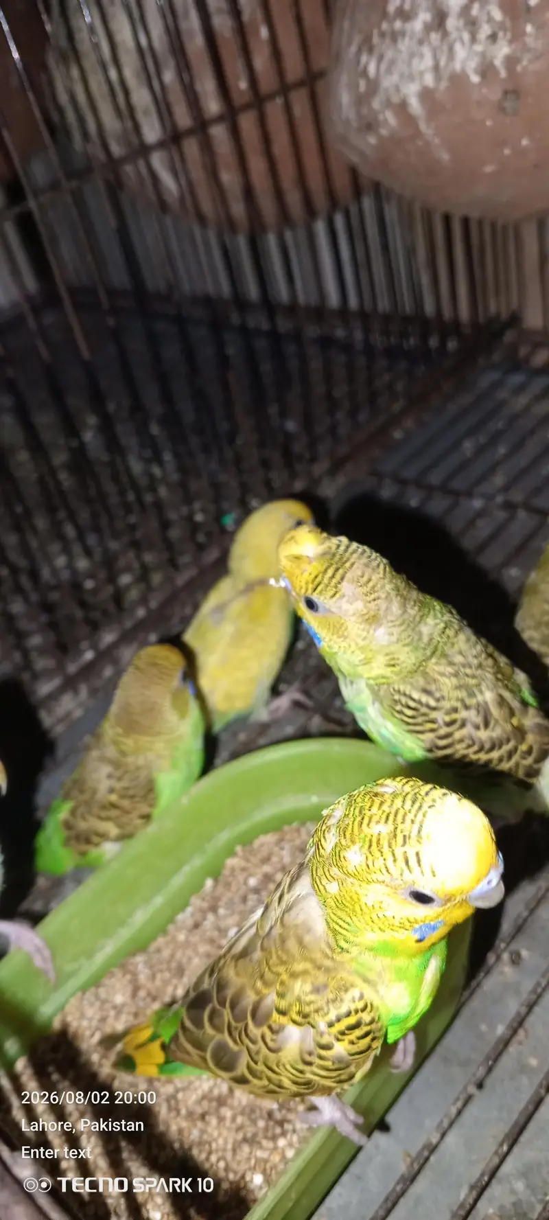 Australian birds for sale 03104119983 — photo 4