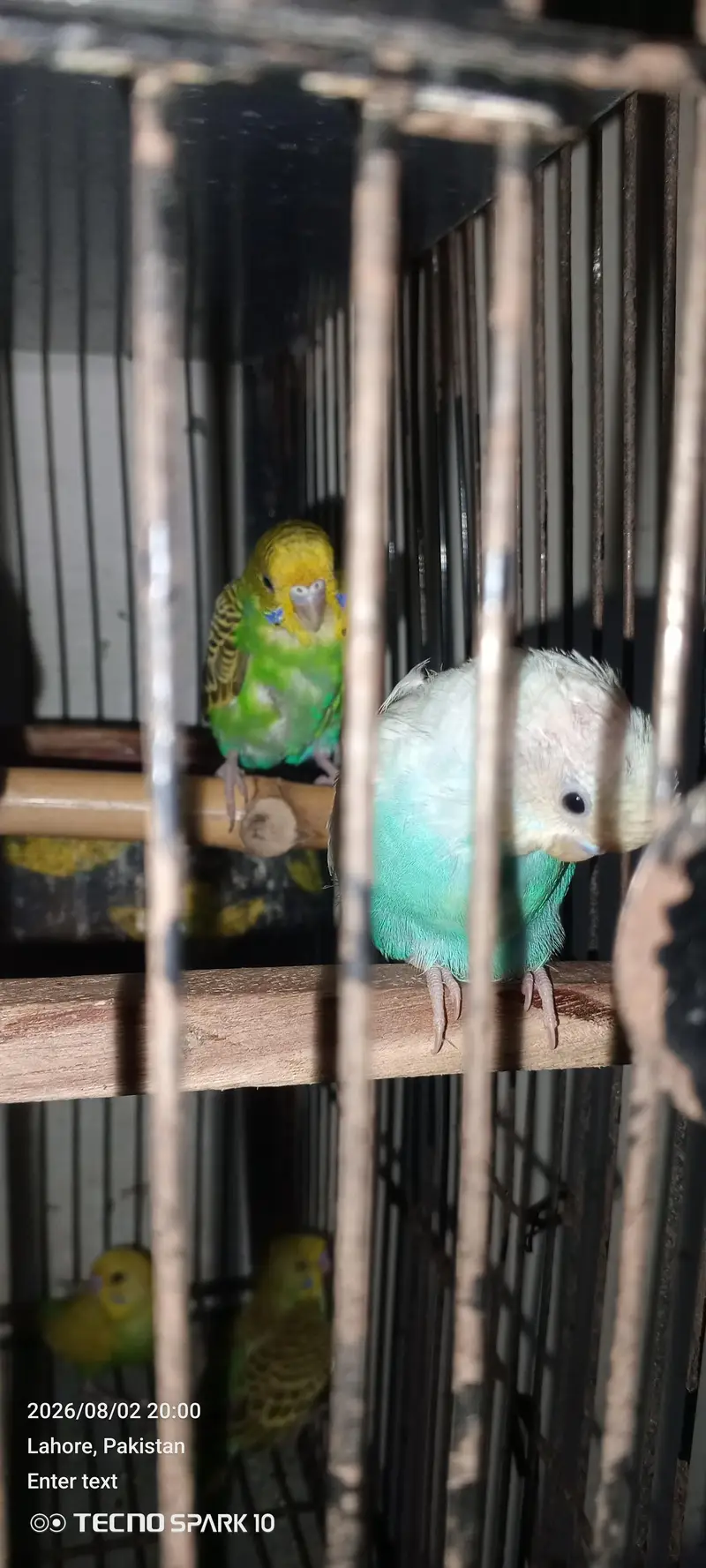 Australian birds for sale 03104119983 — photo 5