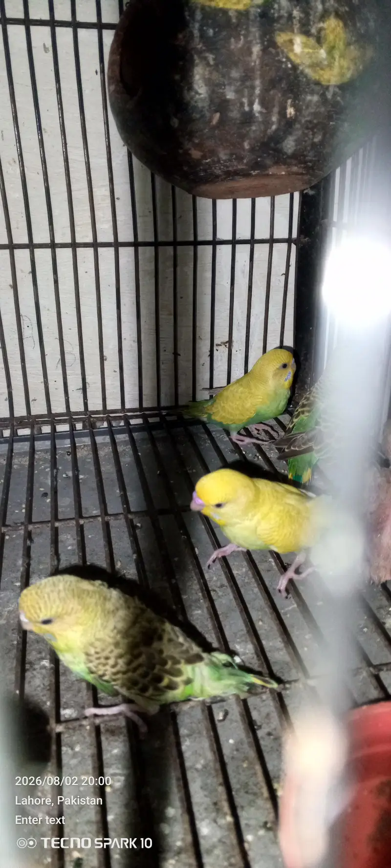 Australian birds for sale 03104119983 — photo 6