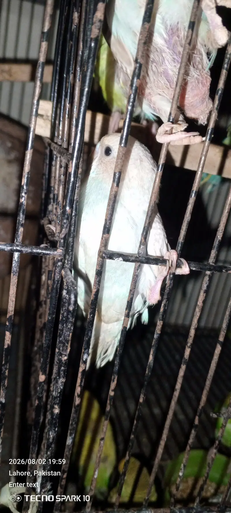 Australian birds for sale 03104119983 — photo 7