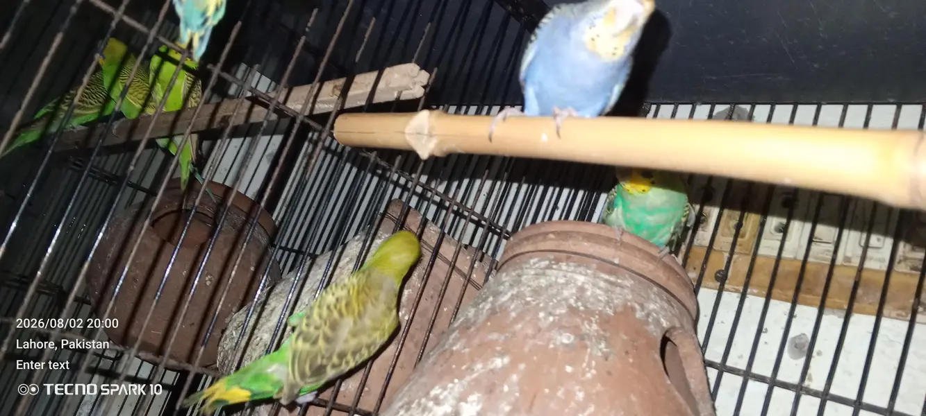 Australian birds for sale 03104119983 — photo 8