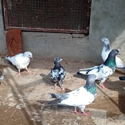 pigeons for sale