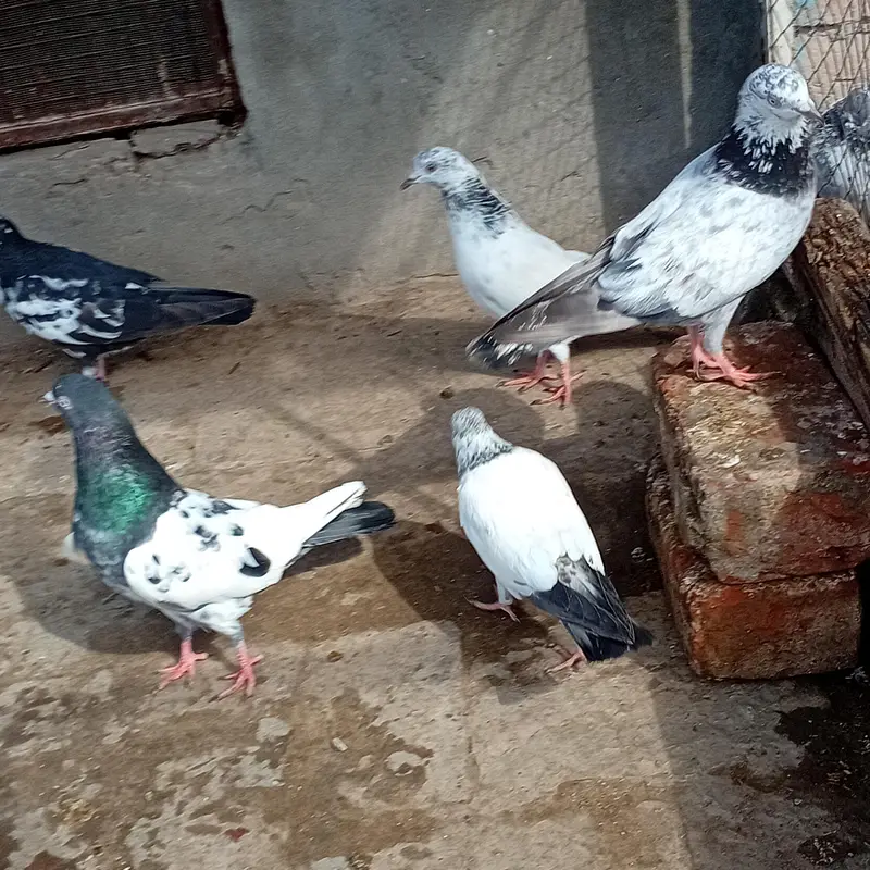 pigeons for sale — photo 2