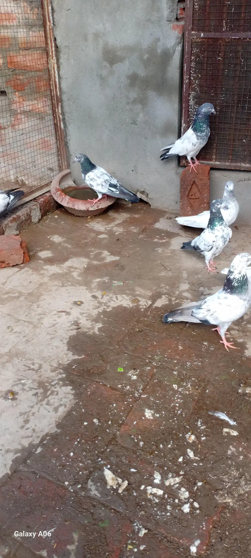 pigeons for sale — photo 3