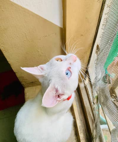 ODD EYES CAT