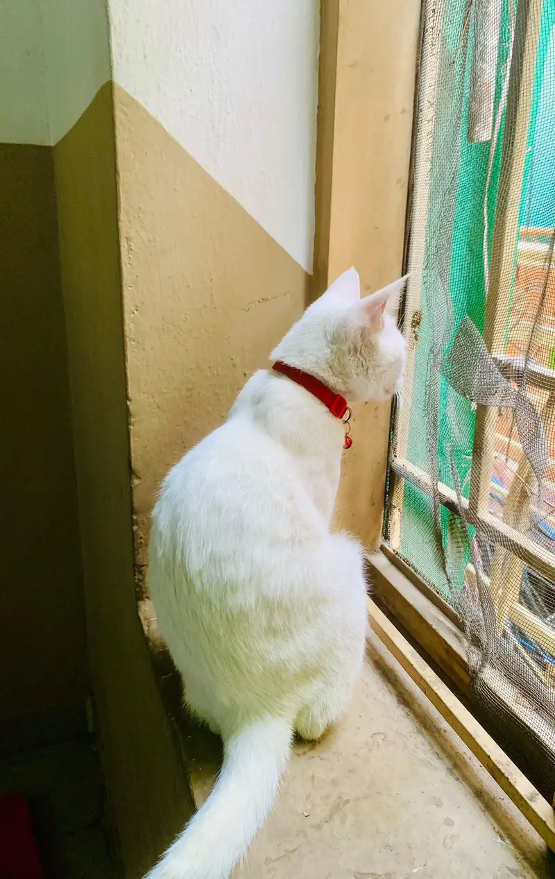 ODD EYES CAT — photo 2