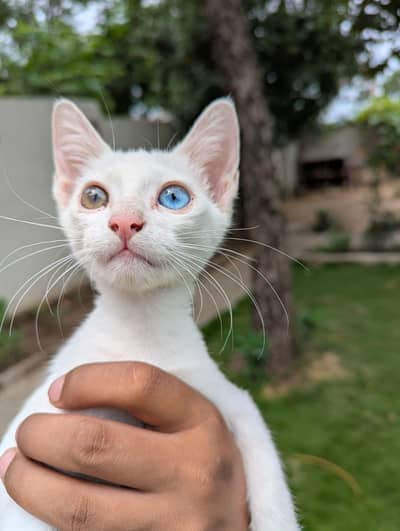 russian cat avalible for sale