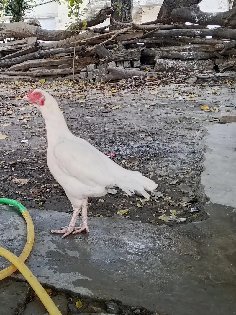 heera white female — photo 5