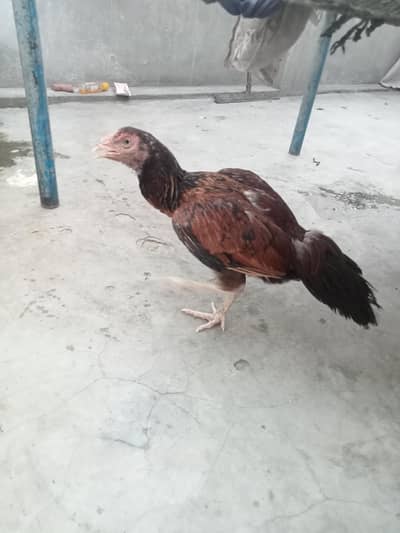 aseel mainwali cross hens