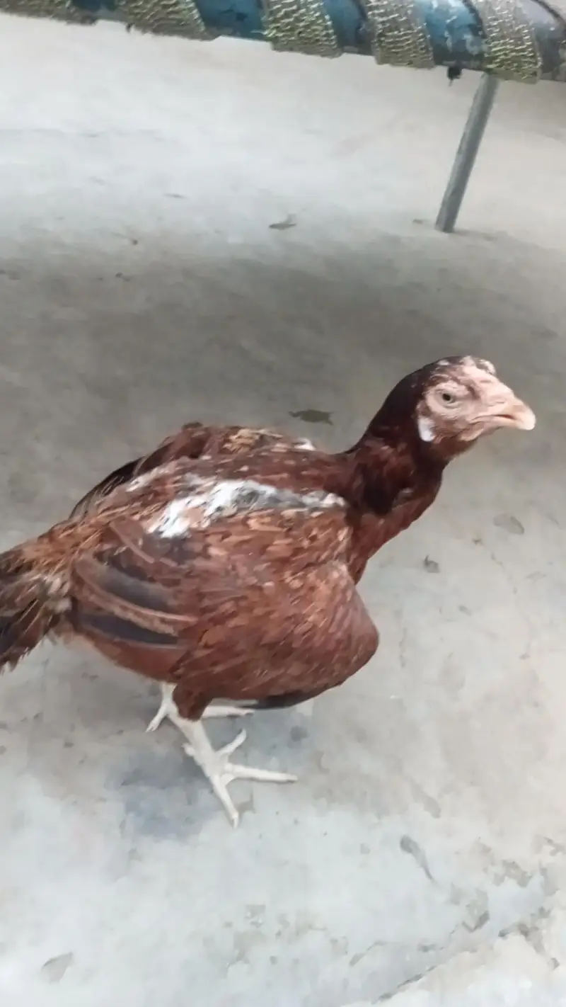 aseel mainwali cross hens — photo 2