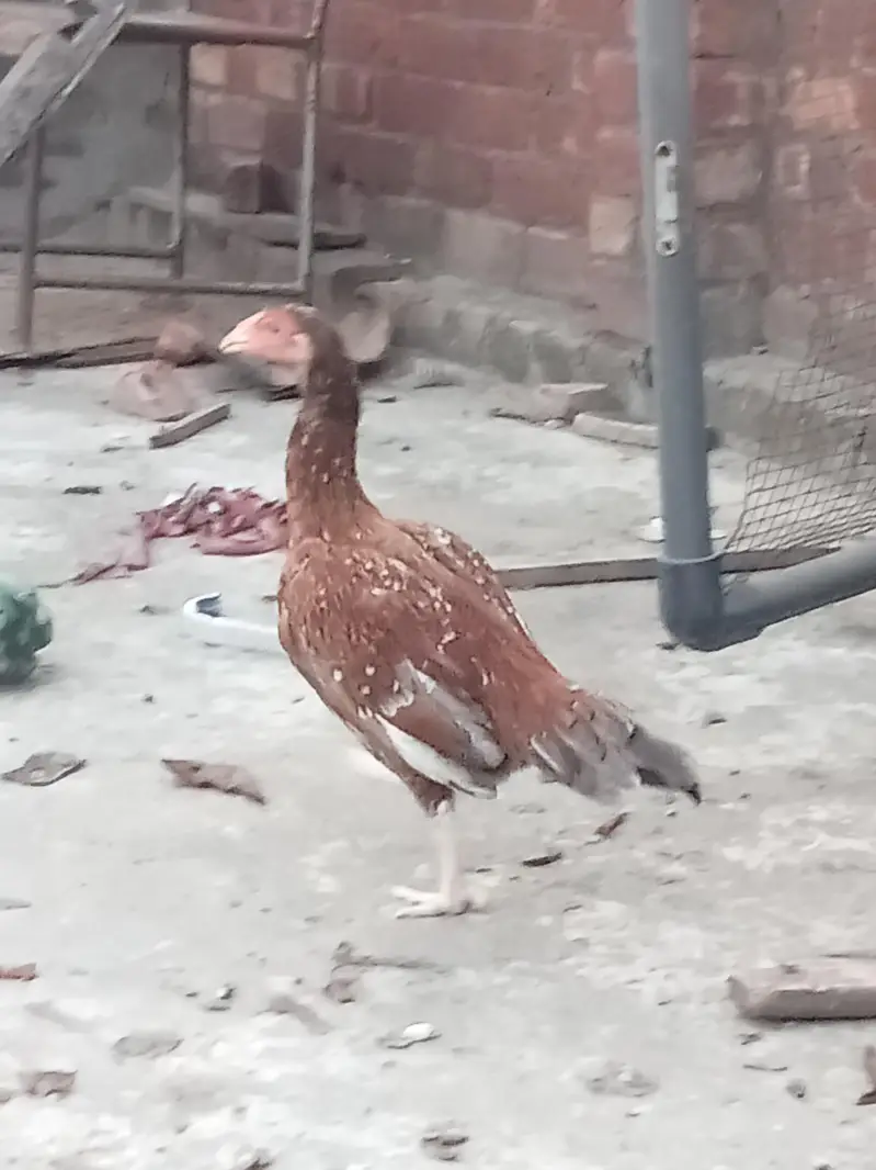 aseel mainwali cross hens — photo 3