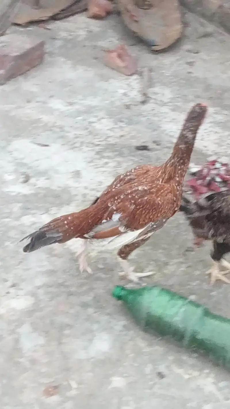 aseel mainwali cross hens — photo 4