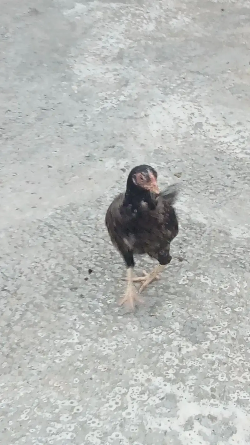 aseel mainwali cross hens — photo 5