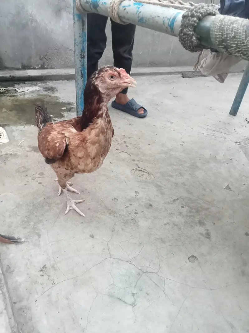 aseel mainwali cross hens — photo 6