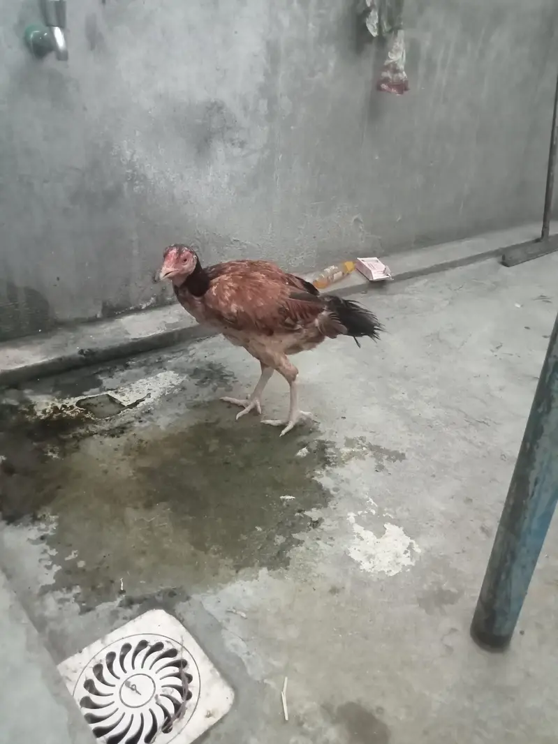aseel mainwali cross hens — photo 7