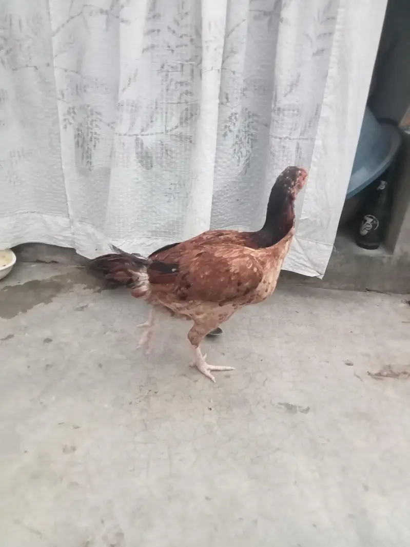 aseel mainwali cross hens — photo 8