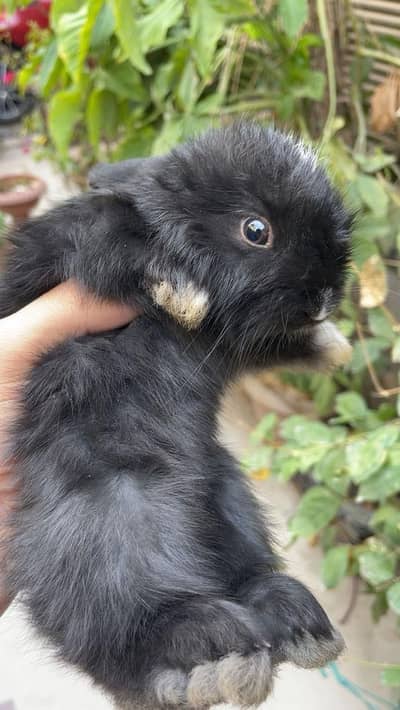 Angora bunnies
