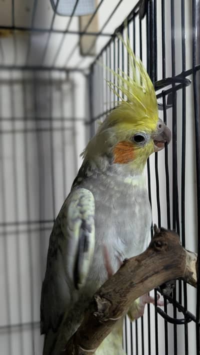 Cocktail breeder pair with cage