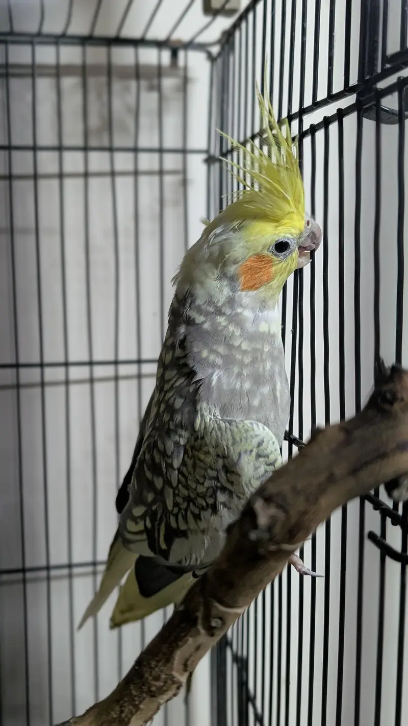 Cocktail breeder pair with cage — photo 2