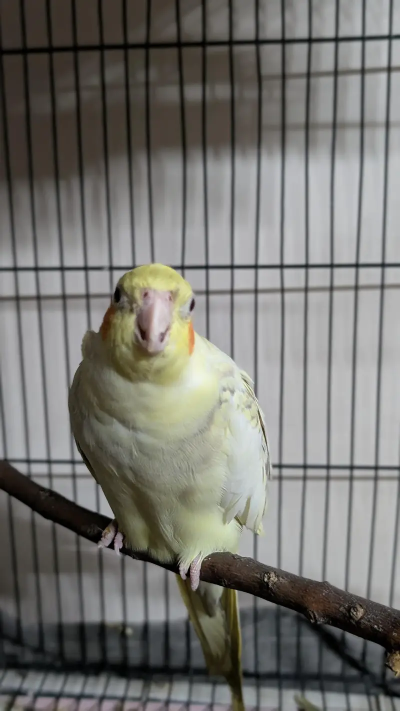 Cocktail breeder pair with cage — photo 3