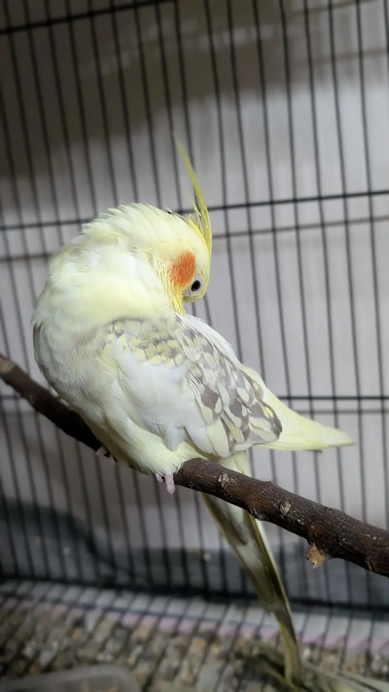 Cocktail breeder pair with cage — photo 4
