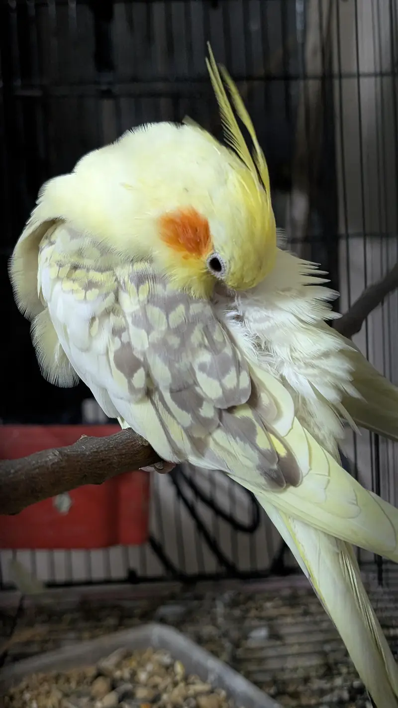 Cocktail breeder pair with cage — photo 5
