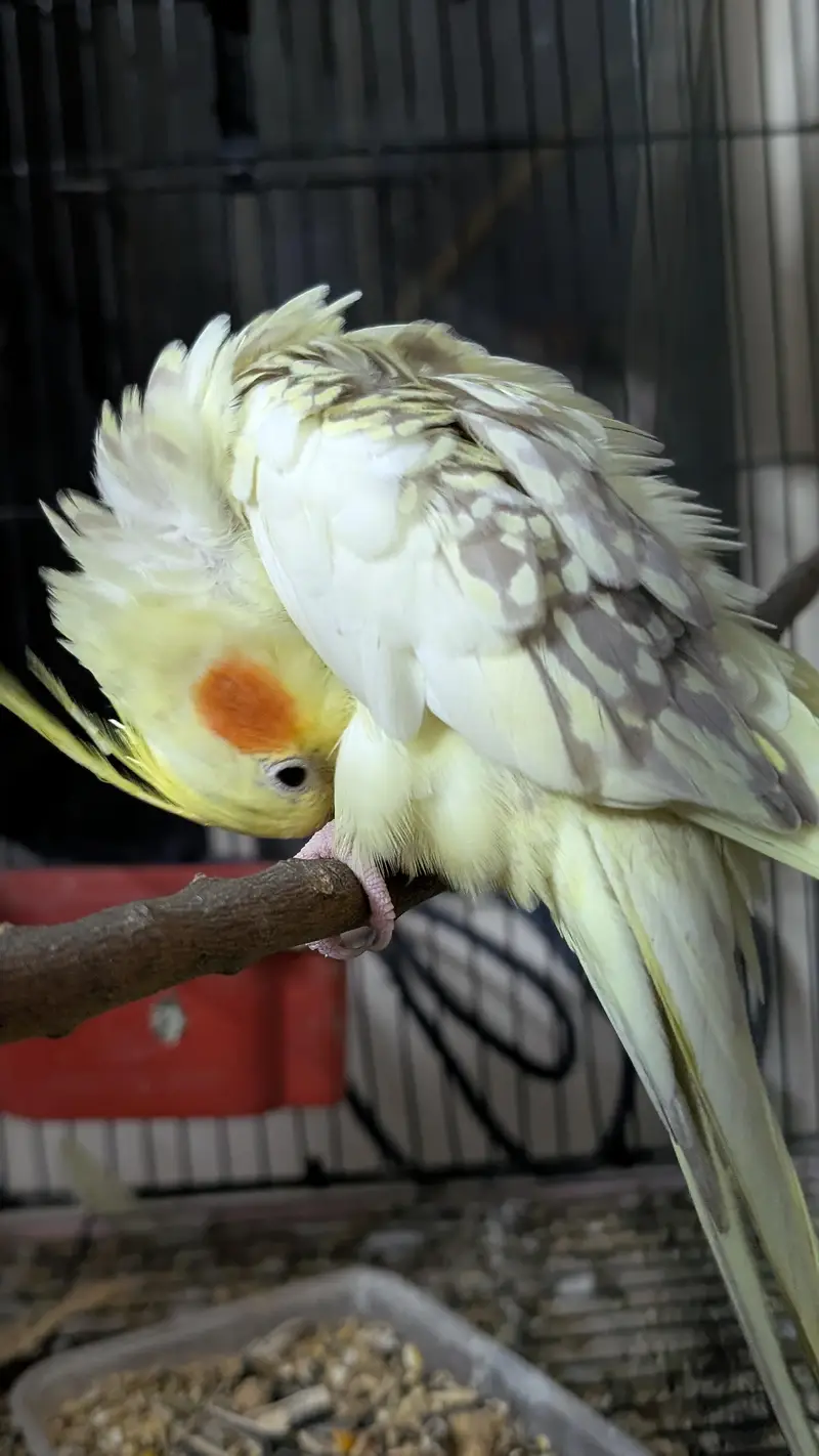 Cocktail breeder pair with cage — photo 6