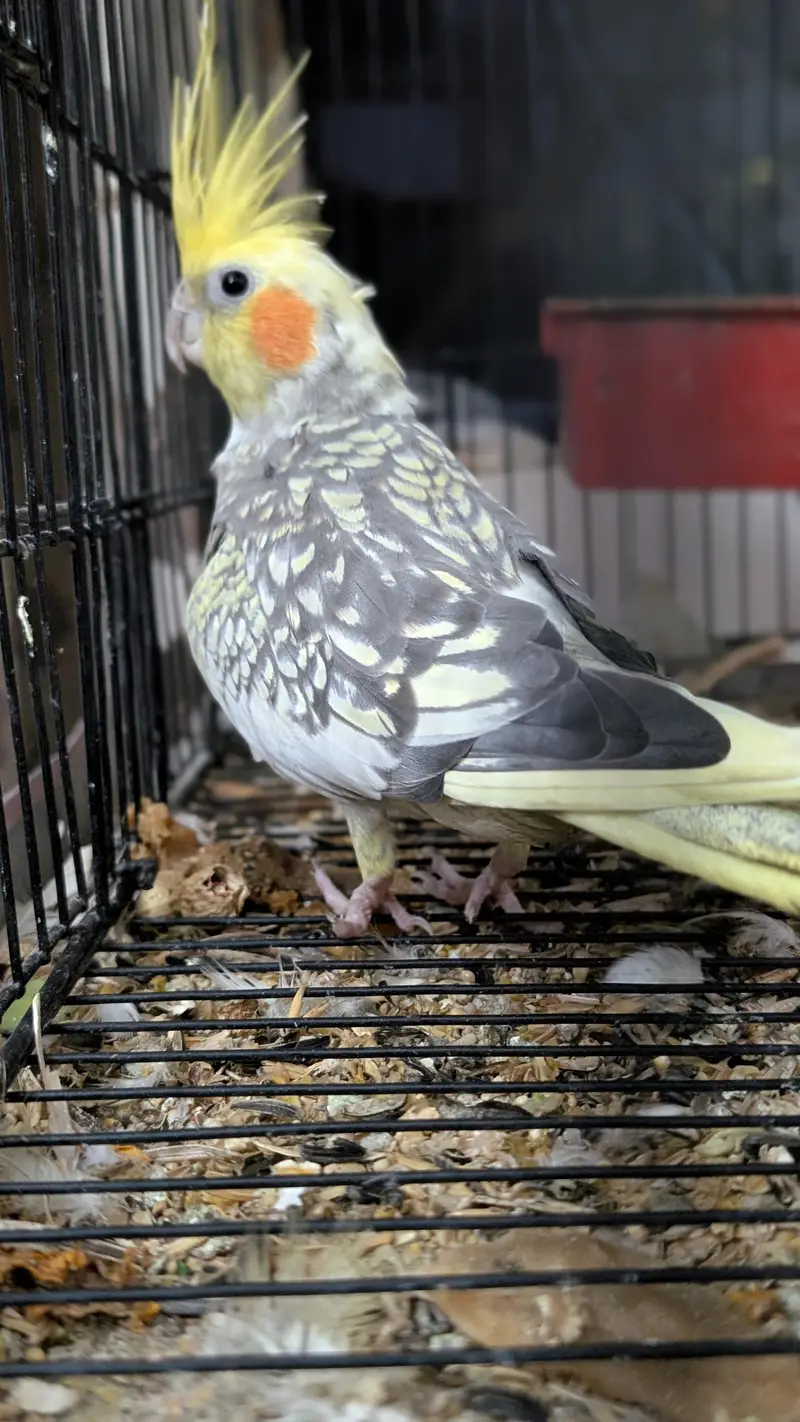 Cocktail breeder pair with cage — photo 7